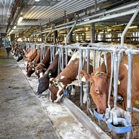 Suomessa maidontuotannon kannattavuuskerroin oli 0,69 vuonna 2012. Virossa se oli 1,56.  Ruotsin ja Tanskan maidontuotannon kannattavuuskertoimet olivat vain 0,17 ja 0,14.