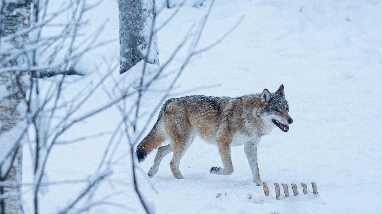 Lupia haettiin määräaikaan mennessä 170 sudelle.