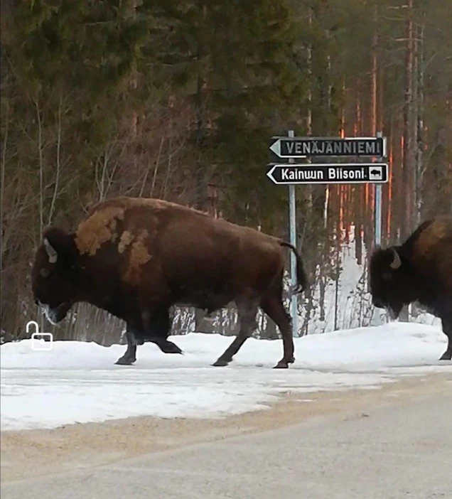 Nyt biisonit ovat jo turvallisesti takaisin omassa aitauksessaan. Karkuteillä ne ehtivät olla muutaman tunnin.