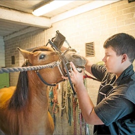 Hevosen varusteet, mutta monta numeroa pienemmät. Poniurheilu antaa lukuisille nuorille perustaidot ravureiden ja ratsujen käsittelyyn. Riku Rikala laittaa Vinskille kuolaimia. Kimmo Haimi