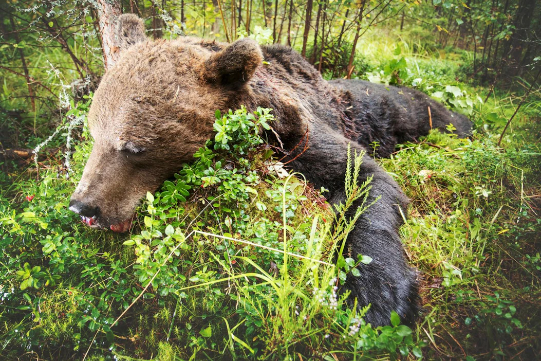 Poikkeusluvilla ja poronhoitoalueen kiintiöillä on kaadettu tänä syksynä 342 karhua. Kuvituskuva. Kuvan karhu on kaadettu laillisesti.