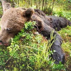 Poikkeusluvilla ja poronhoitoalueen kiintiöillä on kaadettu tänä syksynä 342 karhua. Kuvituskuva. Kuvan karhu on kaadettu laillisesti.
