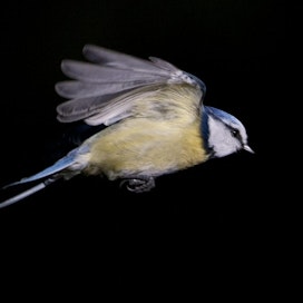 Aikaisemmin vain sinitiaiskoiraiden on havaittu koristelevan pesiä. Kuvituskuva.