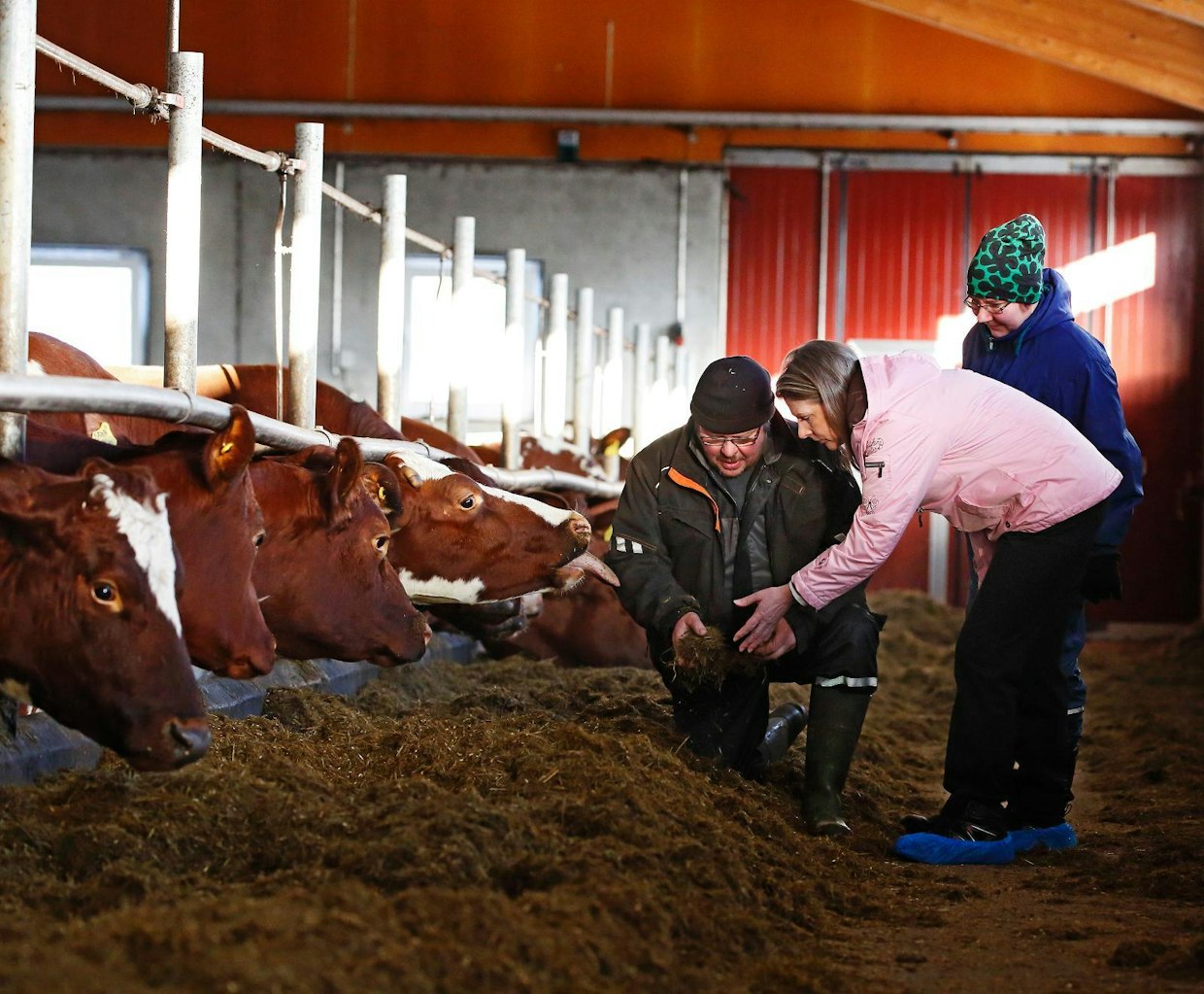 Keski-Suomessa lomitus keskitettiin vuoden alussa Keuruun alaisuuteen. Lomituspäällikkö Arja Kolu (siniset kenkäsuojat) kävi viime viikolla asiakaskäynnillä Juha Salkinojan ja Sirpa Martikaisen navetassa Keuruun Haapamäellä.