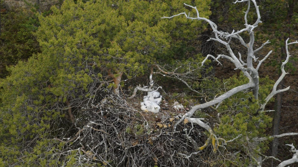 Metsähallituksen mukaan pesinnän onnistumiseen vaikuttivat hyvä ravintotilanne ja suotuisat säät. LEHTIKUVA / HANDOUT / METSÄHALLITUS