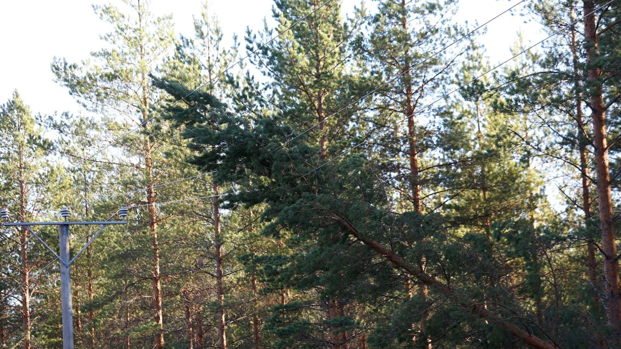 Tuulenpuuskat voivat jopa kaataa tiistaina puita, Ilmatieteen laitos varoittaa.