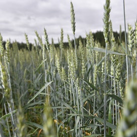 Kansainvälisen viljaneuvoston IGC:n arvion mukaan vehnäala tulevana kesänä on Ukrainassa 4,9 miljoonaa hehtaaria. Viime vuonna se oli 6,6 miljoonaa hehtaaria.
