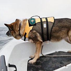Länsi-Suomen merivartioston koirista joka toinen on koulutettu myös ruumiiden etsintään vedestä. Kannelle päästyään Cara alkaa siksi ottaa vainua  paitsi korkealta ilmasta myös läheltä veden pintaa.