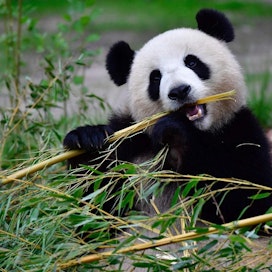 Pandojen pääravinto on bambu. LEHTIKUVA/AFP