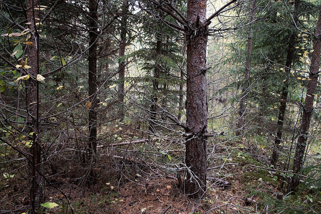 Kuvituskuva vanhalta kulotuskohteelta.