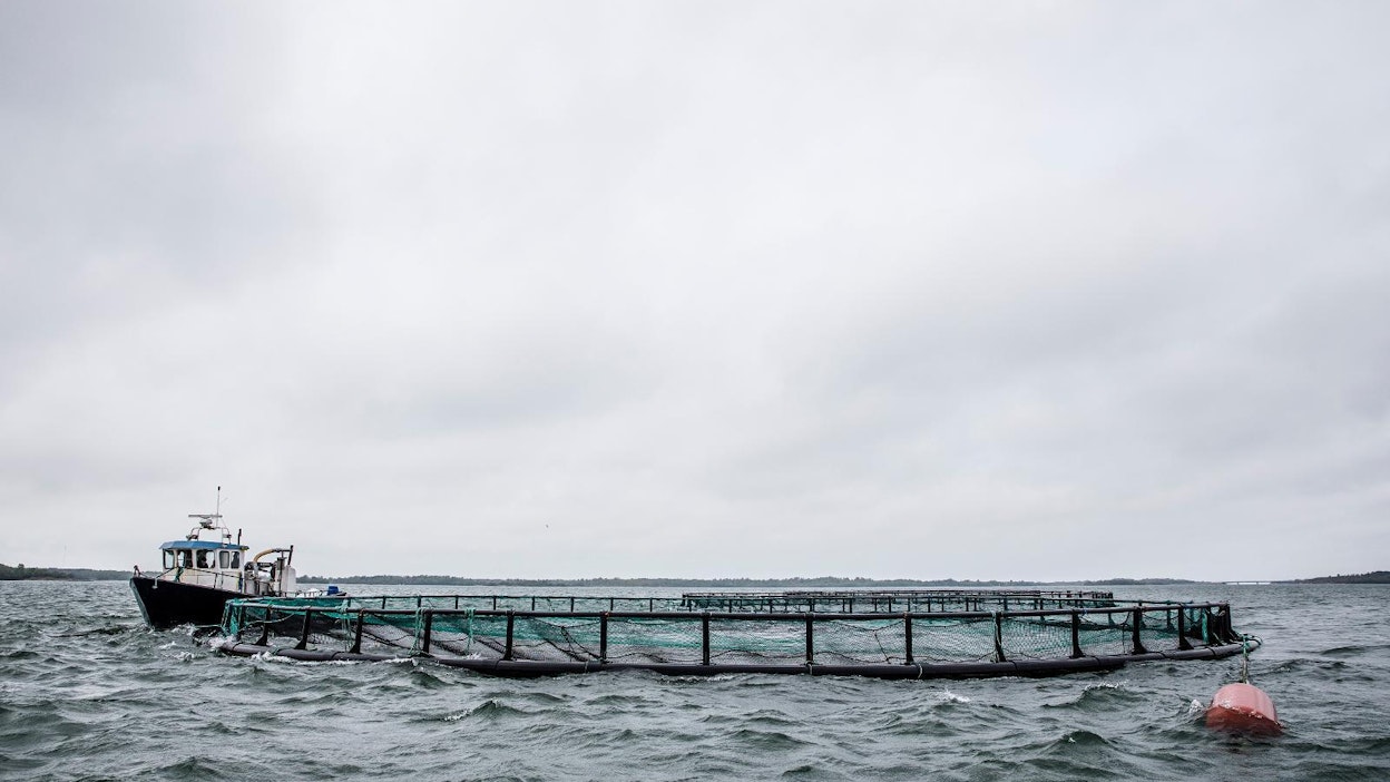 Raisio saa taas viedä kalanrehua Venäjälle, joka on yhtiön suurin markkina-alue.