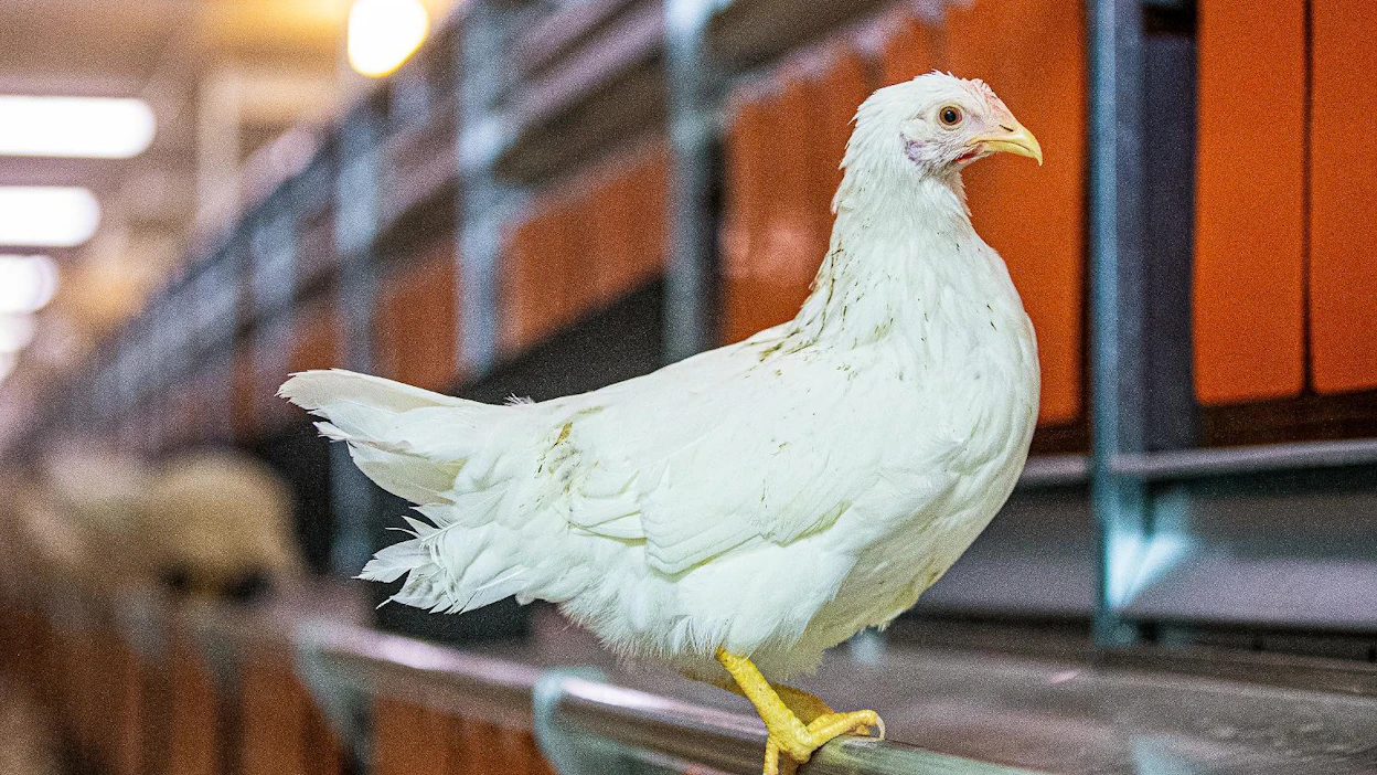 Viruksen epäillään levinneen laitoksen lintuihin luonnonvaraisista vesilinnuista.