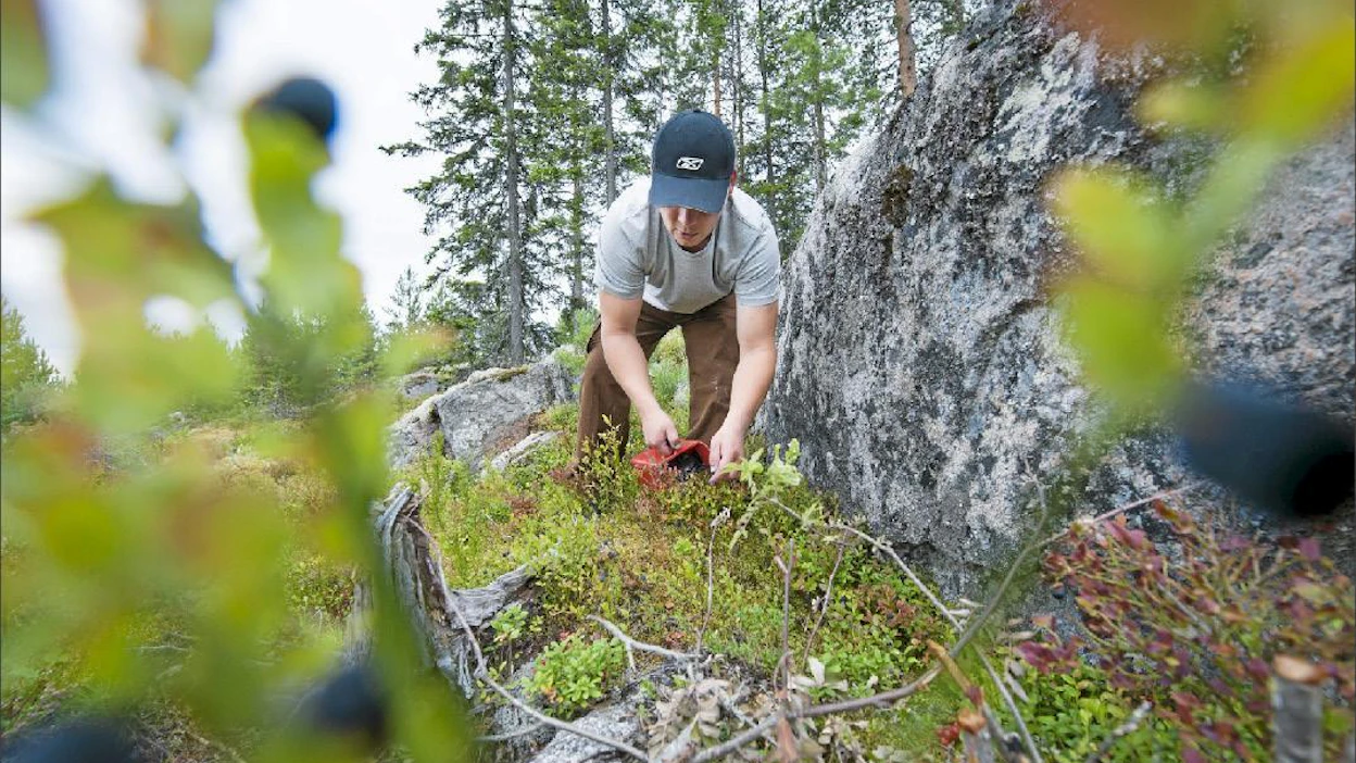 Kivien vierustat ovat hyviä marjapaikkoja, sillä siellä marja on kasvanut hallalta suojassa, sanoo Rautalammen metsissä marjastava Pasi Liukkonen. Kimmo Haimi
