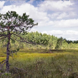 Sipoolainen Stormossenin keidassuo on yksi niistä alueista, joiden luontoarvot on viime ja edellisenä kesänä kartoitettu tulevaa soidensuojelua varten. Kari Salonen