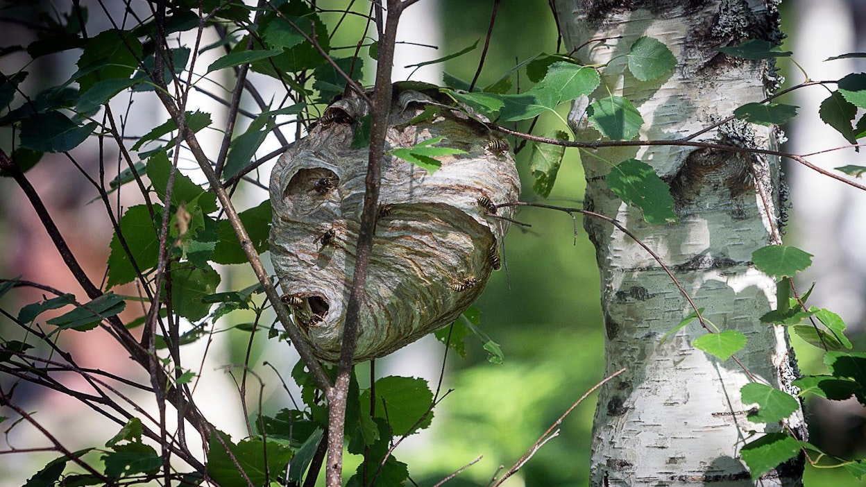 Ampiaiset kiusasivat mynämäkeläistä miestä. Kuvan pesä ei liity tapaukseen.