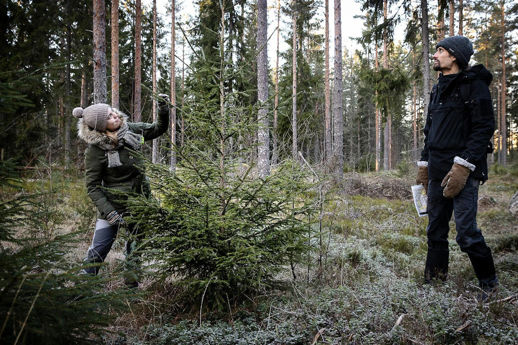 Nopeasti kasvanut kuusi on liian harva joulupuuksi, arvioi MT:n metsätoimittaja Henrik Hohteri. Metsätoimittaja Anni-Sofia Hoppi oli apuna sopivan joulukuusen valinnassa.