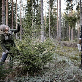 Nopeasti kasvanut kuusi on liian harva joulupuuksi, arvioi MT:n metsätoimittaja Henrik Hohteri. Metsätoimittaja Anni-Sofia Hoppi oli apuna sopivan joulukuusen valinnassa.