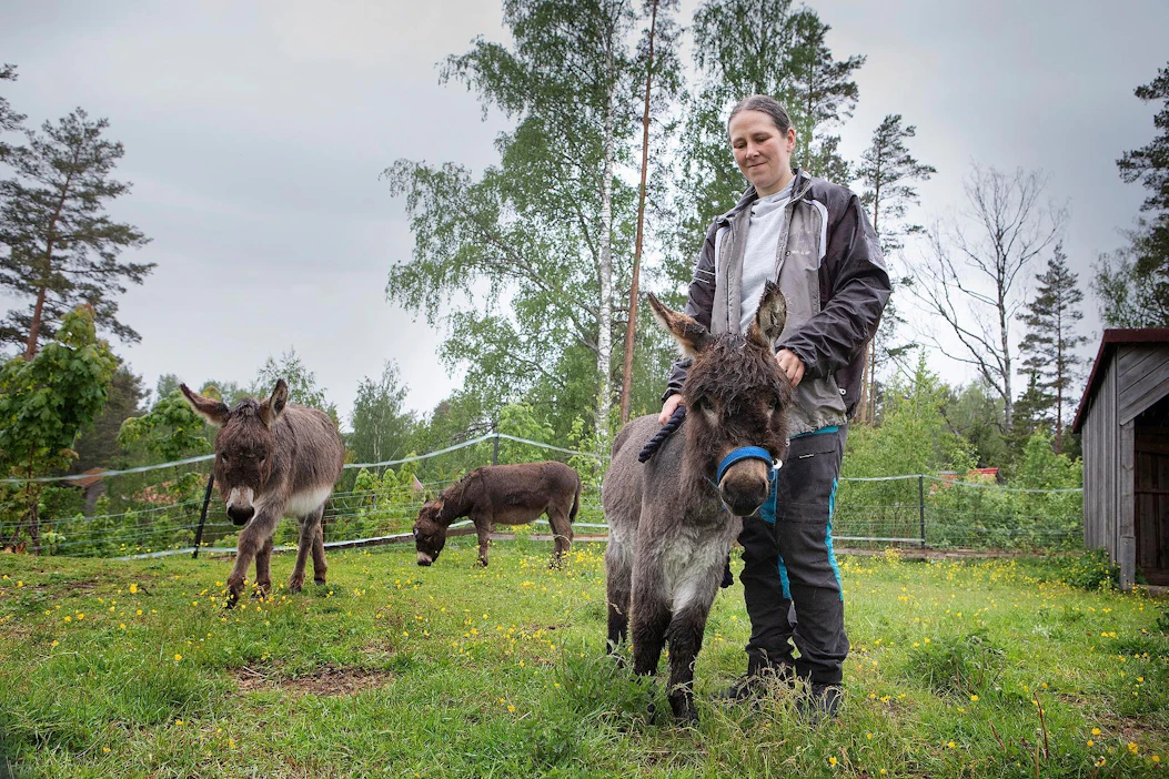 Satu Valkas on kouluttautunut psykologiksi, Green Care -ohjaajaksi ja sosiaalipedagogiseksi hevostoimintaohjaajaksi. Calle-miniaasi on normaalisti hyvin leppoisa ja rapsutuksenkipeä tapaus, mutta nyt hormonihuuruissaan hieman arvaamaton.