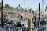 Gudrun-myrsky tuhosi Ruotsin metsiä vuonna 2005. Malikin tuhot eivät olleet onneksi aivan samaa luokkaa.