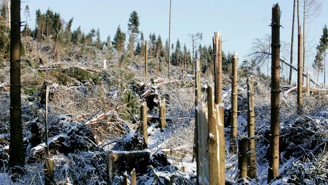 Gudrun-myrsky tuhosi Ruotsin metsiä vuonna 2005. Malikin tuhot eivät olleet onneksi aivan samaa luokkaa.