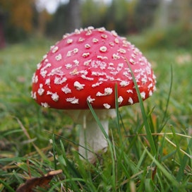 On hyvä muistaa, että metsästä tulee poimia vain tuntemiaan sieniä. Myrkylliset sienet kannattaa jättää metsään kasvamaan.