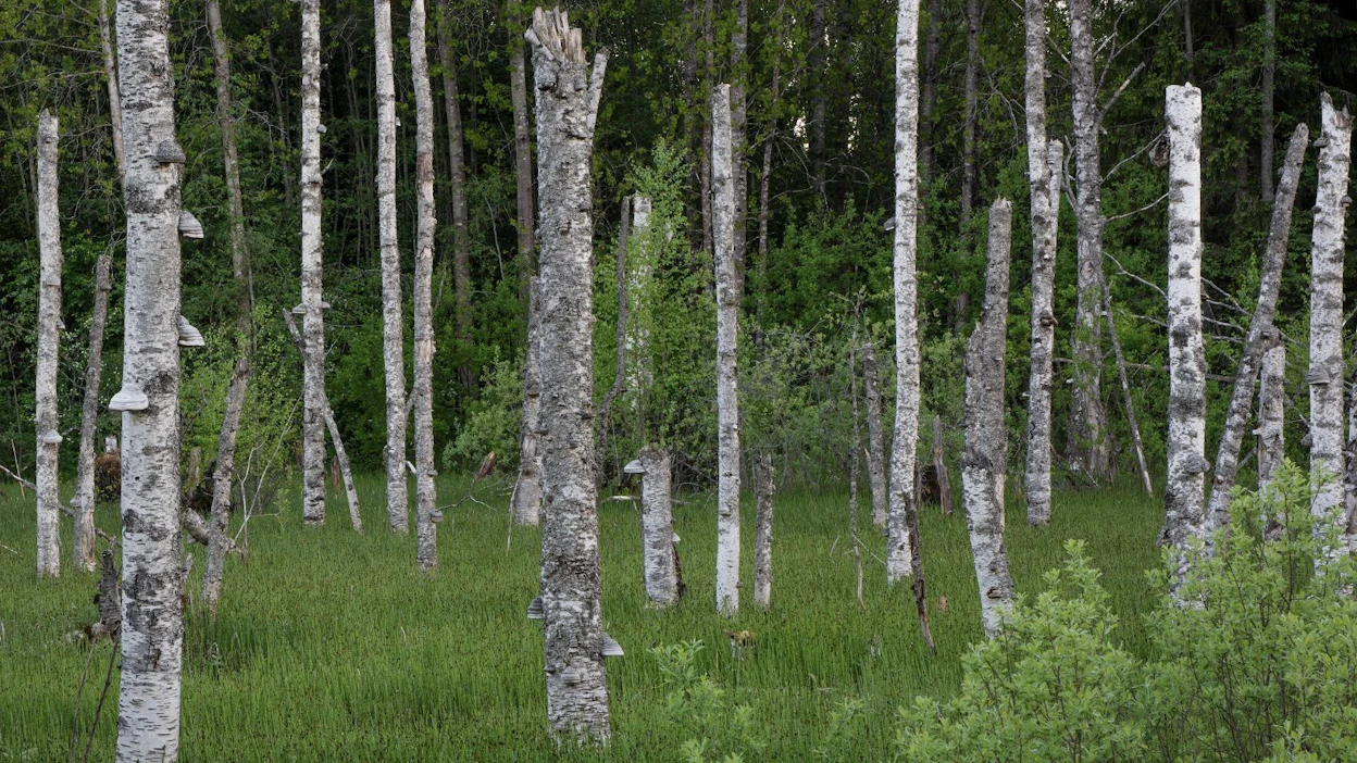 Toisessa Metso-hankkeessa luodaan uusia menetelmiä metsäluhtien ja tulvametsien kartoittamiseen. Kuvassa rantaluhta.