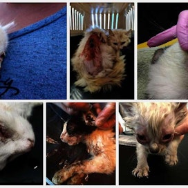 Eläinsuojeluyhdistykset ovat julkaisseet kuvia kaltoinkohdelluista ja hylätyistä kissoista, joita hoidetaan yhdistysten varoin.