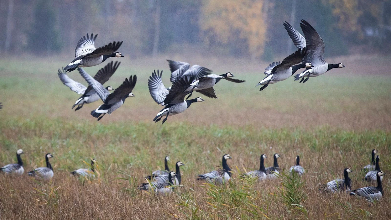 Keväisin ja syksyisin noin satojatuhansia hanhia pysähtyy ja ruokailee Pohjois-Karjalan ja Kaakkois-Suomen pelloilla aiheuttaen vahinkoja.