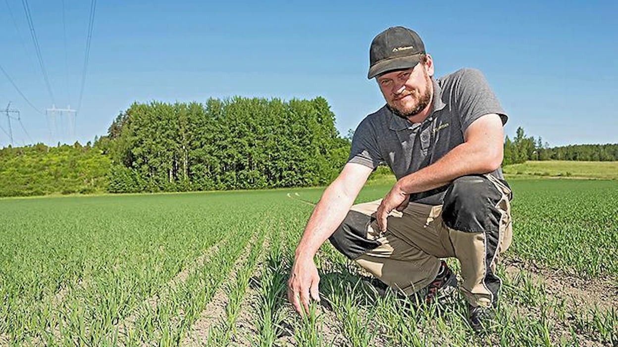 Aki Riski pitää kerääjäkasvien parhaana puolena maan multavuuden lisääntymistä. Parhaimmillaan kerääjäkasvit ehtivät kasvaa kolme kuukautta puinnin jälkeen ennen pellon kyntämistä.