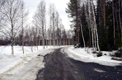 Kelirikot ovat tavanomaisesti Keski- ja Pohjois-Suomen ongelma, mutta tänä vuonna ilmiö vaivaa miltei koko maata. LEHTIKUVA / EIJA KONTIO
