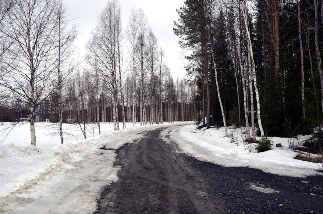 Kelirikot ovat tavanomaisesti Keski- ja Pohjois-Suomen ongelma, mutta tänä vuonna ilmiö vaivaa miltei koko maata. LEHTIKUVA / EIJA KONTIO
