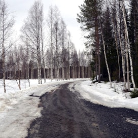 Kelirikot ovat tavanomaisesti Keski- ja Pohjois-Suomen ongelma, mutta tänä vuonna ilmiö vaivaa miltei koko maata. LEHTIKUVA / EIJA KONTIO