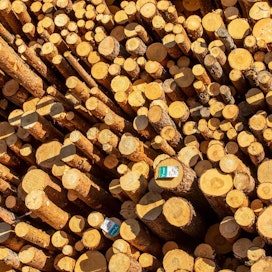 Havupuutavaran varastointia rajoitetaan kesäisin metsässä, jotta tuhohyönteiset eivät pääsisi lisääntymään puupinoissa.