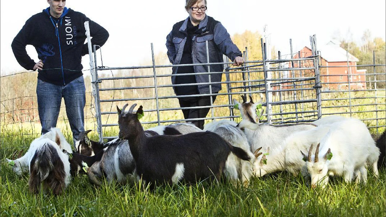 Uteliaat ja älykkäät vuohet ajattelevat ruohon olevan aidan takana vihreämpää. Kun isäntäväen silmä välttää, aita kaatuu ja seikkailu alkaa, Anna-Kaisa ja Jaakko Niemi kertovat. Kari Salonen