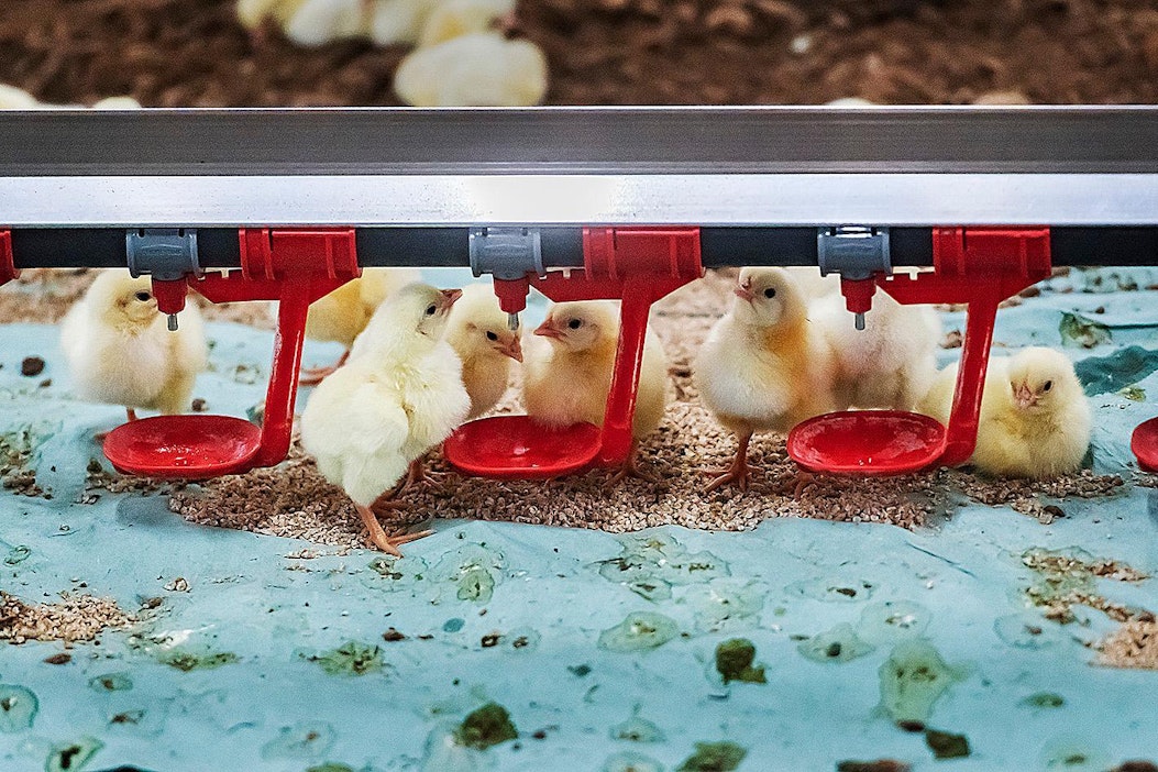 Markus Riitamon tilalla kuluu viikossa rehua noin 80 tonnia. Arkistokuva.