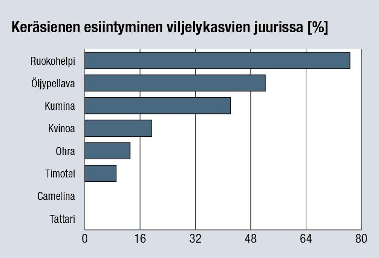 Keräsienen esiintyminen eri viljelykasvien juuristossa [%] suomalaisessa kenttäkokeessa. Useimmat kasvit pystyvät muodostamaan sienijuuren keräsienen kanssa, mutta lajien välillä on eroja tehokkuudessa. Sarjakukkais- ja tatarkasveilta sienijuuri puuttuu. (Lähde: Vestberg ym. 2012)