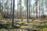 Komissio pureutuu metsien monimuotoisuuteen tulevassa strategiassaan.