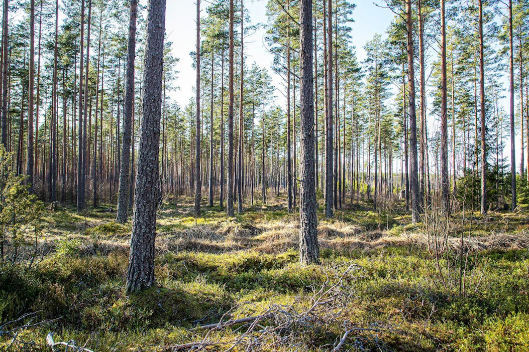Komissio pureutuu metsien monimuotoisuuteen tulevassa strategiassaan.