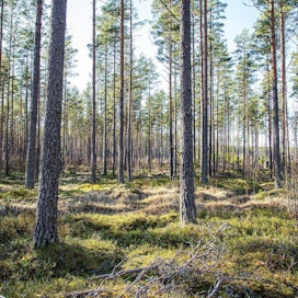 Komissio pureutuu metsien monimuotoisuuteen tulevassa strategiassaan.