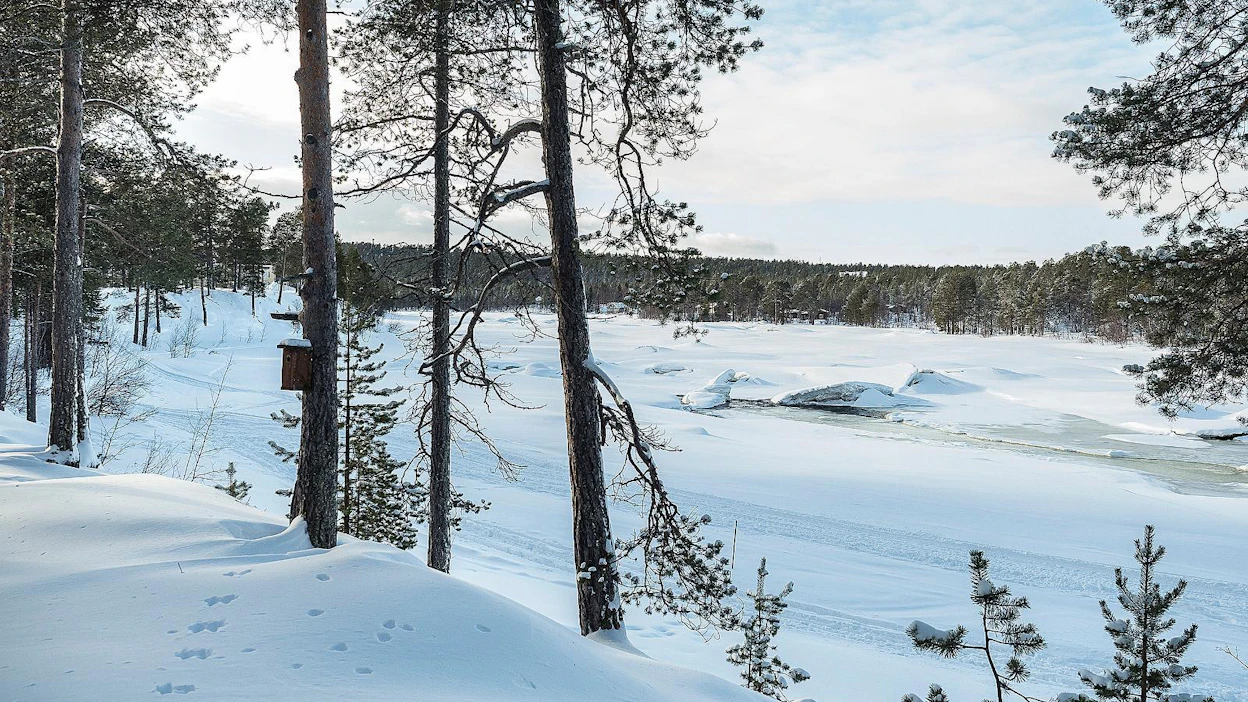Metsä Group tekee yhteistyötä Utsjoen yhteismetsän kanssa.