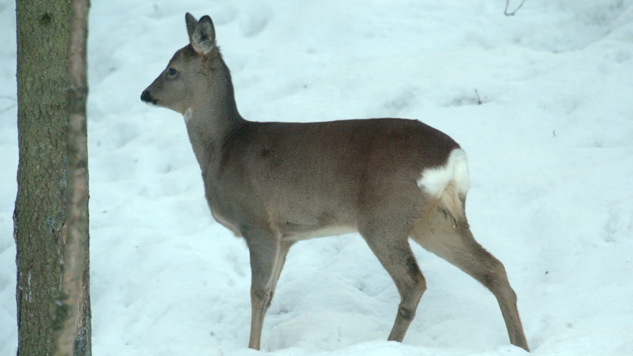 Metsäkaurissaalis pieneni noin 14 prosenttia edelliskaudesta.