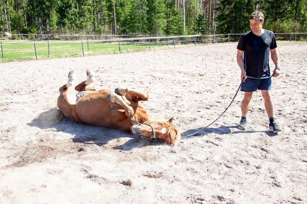 Tulinko piehtaroi kotimaisemissaan Sastamalassa. Kakkospalkinnolla kantakirjattua oria on kysytty myös siitokseen, mutta suvun jatkaminen ei ole Jussi Miettisen mukaan vielä tänä kesänä ajankohtaista.