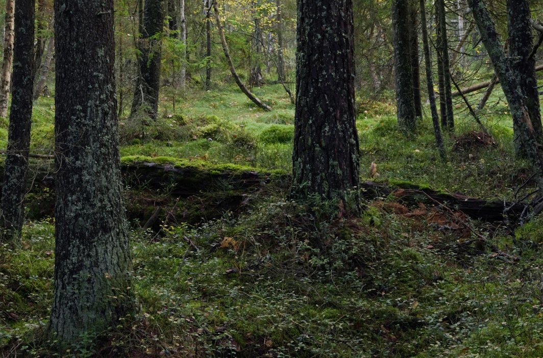 Kuiva kivennäismaa muuttuu kosteaksi korveksi, maanpinnan seinä- ja kerrossammalet sekä mustikka vaihtuvat rahkasammaliksi ja saroiksi.