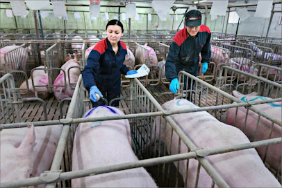 Ukrainalaiset Julia Bashinska ja Alexij Shkaruba merkkaavat sikoja siirtoa varten. Jeppo Lantgrisissä on 2 200 emakkoa. Johannes Tervo