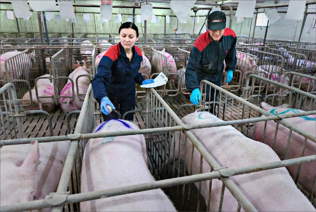 Ukrainalaiset Julia Bashinska ja Alexij Shkaruba merkkaavat sikoja siirtoa varten. Jeppo Lantgrisissä on 2 200 emakkoa. Johannes Tervo