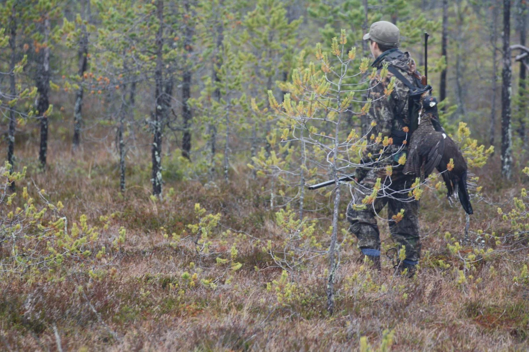 Metso on jo vuosikymmeniä ollut rauhoitettu metsästykseltä Varsinais-Suomen maakunnassa.
