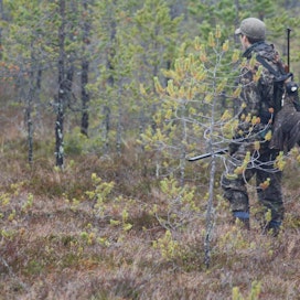 Metso on jo vuosikymmeniä ollut rauhoitettu metsästykseltä Varsinais-Suomen maakunnassa.