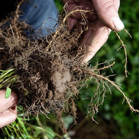Hiiltä sidotaan maahan muun muassa monivuotisten nurmien ja syväjuuristen kasvien avulla.