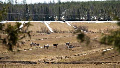 Esityksen tavoitteena on poistaa ongelmat, jotka liittyvät nykyisen poroihin liityvän riidanratkaisun puolueettomuuteen, riippumattomuuteen ja sitä kohtaan koettuun luottamuspulaan.