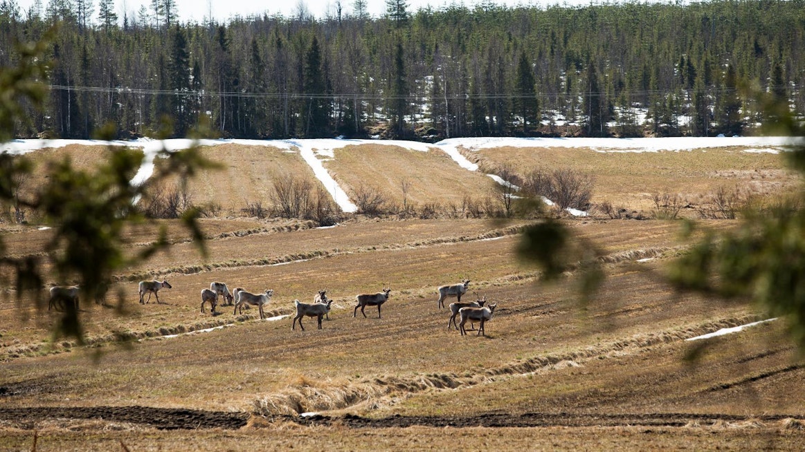 Esityksen tavoitteena on poistaa ongelmat, jotka liittyvät nykyisen poroihin liityvän riidanratkaisun puolueettomuuteen, riippumattomuuteen ja sitä kohtaan koettuun luottamuspulaan.